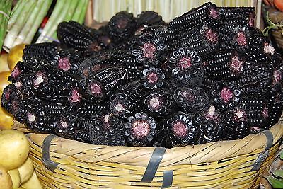 Peruvian Purple Corn Seeds - Zea Mays - Novelty for Child