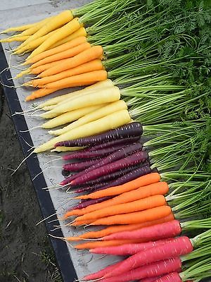 Carrot Seeds - RAINBOW BLEND -Healthy Garden Vegetable- GMO FREE - 100 Seeds
