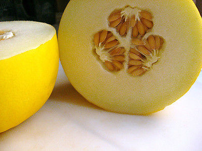 Melon Seeds - CANARY - Large Bright Yellow Melon - Sweet Flesh - 20+ Seeds 
