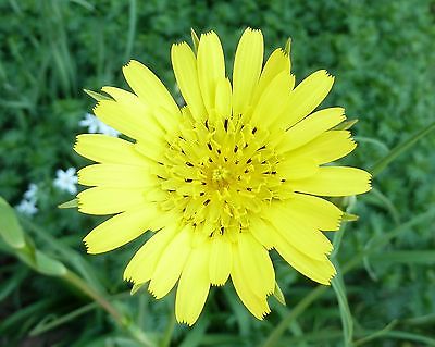 Goat's Beard - Wildflower - *Jack-go-to-Bed-at-Noon* -Drought Tolerant- 25 Seeds