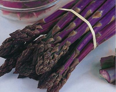 Asparagus Seeds - PACIFIC PURPLE - Thick Spears - Delicious Flavour - 40 Seeds 