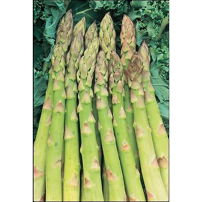 Asparagus Seeds - MARY WASHINGTON - Heirloom, Organic, Perennial - 20 Seeds