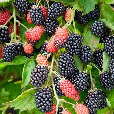 Blackberry Seeds - GIANT LOCH NESS - Rare - Huge Berries - Gmo Free - 25 Seeds