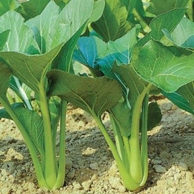 Asian Vegetable Seeds - TSOI SIM - Chinese Green - Excellent Flavour - 50 Seeds