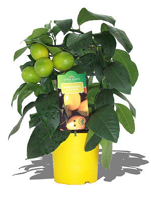 Lemon Tree Seeds- MEYER LEMON - MEDICINAL BENEFITS -Helps Weight Loss - 10 Seeds