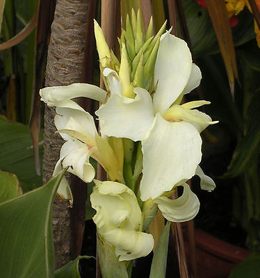 Canna Lily Bulb - ERMINE - Cannaceae - Hybrid - Attract Hummingbirds - Tropical
