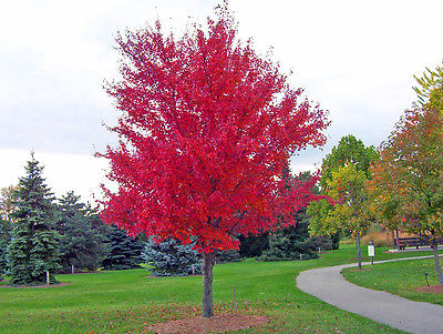 Maple Tree Seeds - RED MAPLE - Acer Rubrum - Site Tolerant Shade Tree - 10 Seeds