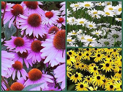 Cottage Garden Collection - 3 Favorite Daisies! - Long Lasting Blooms -300 Seeds