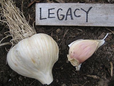Garlic Bulblets - LEGACY - Organic  - Thrives in Cold Climates - 6 Bulblets