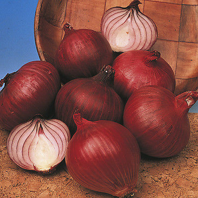 Onion Sets - RED KARMEN - Great for Salads and Burgers, Easy to Grow - 15 Bulbs