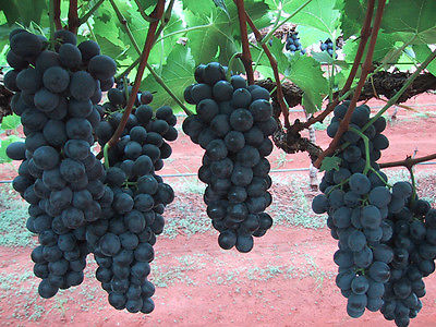 Grape Seeds - DAN BEN HANNAH  - GMO FREE - Organic - MEDICINAL - 30 Seeds