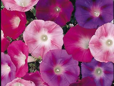 Morning Glory Seeds * Early Call Mixed * Large Trumpet-Like Blooms - 25 Seeds