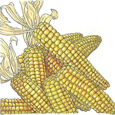 Tom Thumb Popcorn Seeds - Zea Mays - Organic - Children's Garden - 50 Seeds 