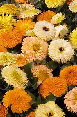 Calendula Seeds - BON BON MIX - Pot Marigold - Medicinal Benefits - 25 Seeds