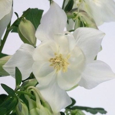 Columbine Seeds - SPRING MAGIC WHITE - Winter Hardy Heirloom - 10 Seeds 