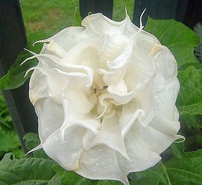 Datura Seeds - ANGEL'S TRUMPET BALLERINA DOUBLE WHITE -Tropical - 10 Seeds 