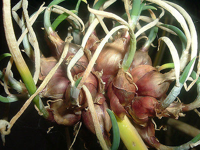 Egyptian Walking Onions - Walking Onion - Allium - Easy to Grow - 8 Bulbils 