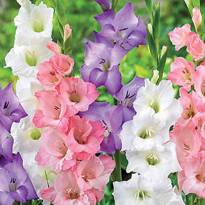 Gladiolus Bulbs - PASTEL MIX - Sword Lily - Soft Shades of Pastels - 6 Bulbs