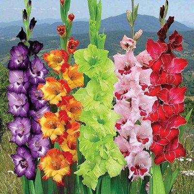 Gladiolus Bulbs - CARNIVAL MIX - Gladioli - Superb Cut Flowers - 5 Bulbs 