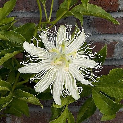 Passion Flower Seeds - WHITE MAYPOP - Evergreen Climber Exotic Blooms - 10 Seeds