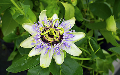 Passion Flower Seeds - LAMIEKINS - Evergreen Climber - Exotic Blooms - 10 Seeds