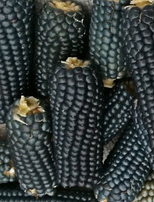 Miniature Blue Popcorn Seeds - Very Cute Blue Mini Corn - Zea Mays - 50+ Seeds 