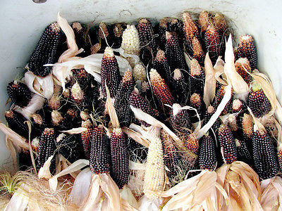 Dakota Black Popcorn Seeds - Rare Zea Mays - Grow Your Own Popcorn - 50+ Seeds