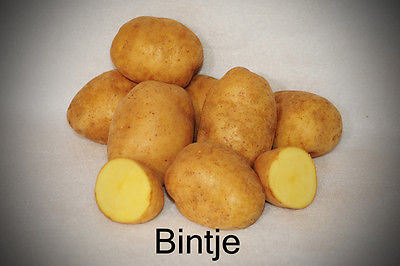 Potato Seed - Bintje - Yellow Flesh - Ideal for Frying and Roasting - 6 Tubers