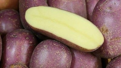 Potato Seed - ROYAL BLUE - Purple Skin & Yellow Flesh - Great Tasting - 8 tubers