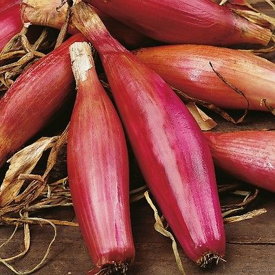 Onion Seeds - LONG RED FLORENCE - Torpedo Shaped Red Onion -Gmo Free - 50+ Seeds