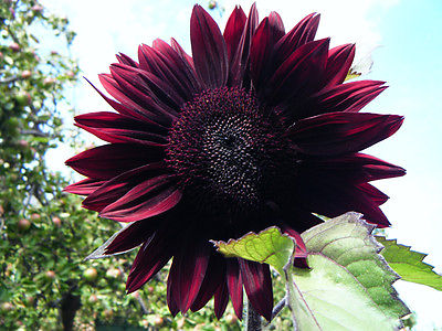 Sunflower Seeds - MOULINROUGE - Helianthus Annuus - HEAVY BLOOMER - 10 Seeds