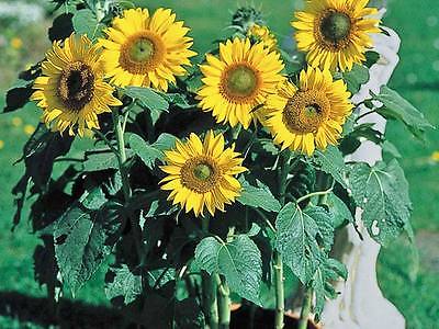 Sunflower Seeds - MUNCHKIN - Small Sunflower Variety - Annual - 10 Seeds