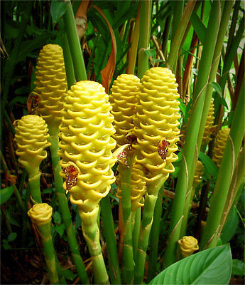 Zingiber - GOLDEN BEEHIVE - Plant Can Be Wintered Indoors - Very Easy to Grow!!!