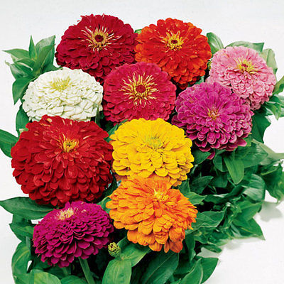 Zinnia Seeds - POM POM - Multicolor - Beehive-Shaped Flowers - Annual - 25 Seeds