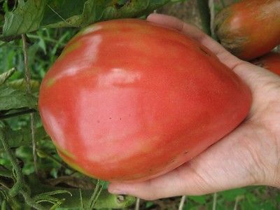 Tomato Seeds - RED OXHEART - Large 1 lb. Heart Shaped Tomatoes-10 Heirloom Seeds