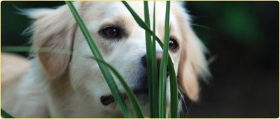 Organic Dog Grass Seeds - BARLEY - Natural Grain Treat - 1000+ Seeds     =^..^=