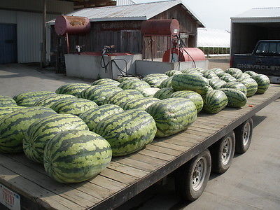 Watermelon Seeds - CAROLINA CROSS GIANT  - HUGE 200 LB. - GMO FREE - 10 Seeds