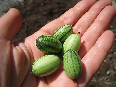 Watermelon Seeds - MOUSE MELON - Mexican Gherkin - Heirloom Cucumber -20 Seeds