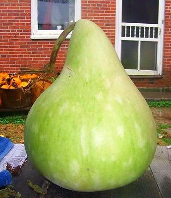 Gourd Seeds- MARTINHOUSE BOTTLE - Great for Drying & Decorating - 10 Seeds