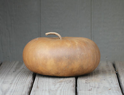 Gourd Seeds- CANTEEN - Great for Drying & Decorating - EASY TO GROW - 10 Seeds