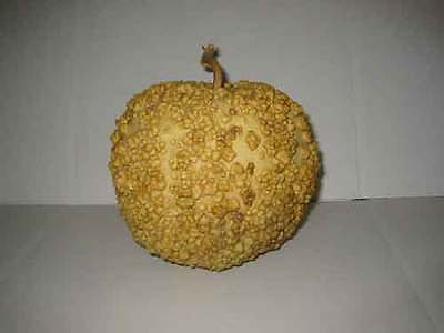 Gourd Seeds- BLISTER - Great for Drying & Decorating - EASY TO GROW - 10 Seeds