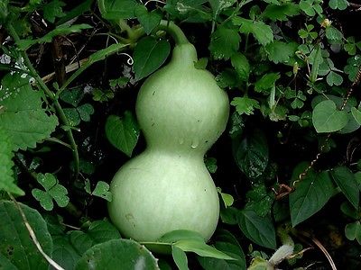 Gourd Seeds - GIANT WATER JUG - Great for Drying & Decorating -NON GMO- 10 Seeds