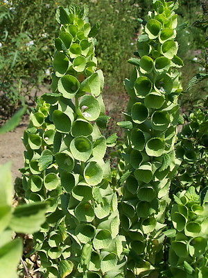 Molucella Seeds - Spiked Clusters of Small Bell Shaped Green Flowers- 50+ Seeds