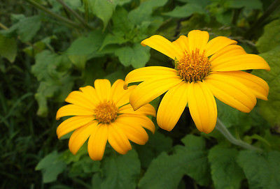 Tithonia Seeds - YELLOW TORCH - Mexican Sunflower - Drought Tolerant - 20 Seeds