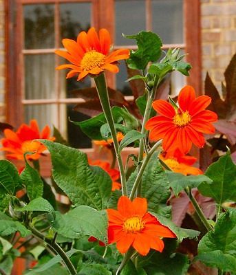 Tithonia Seeds - ORANGE TORCH - Mexican Sunflower - Drought Tolerant - 20 Seeds