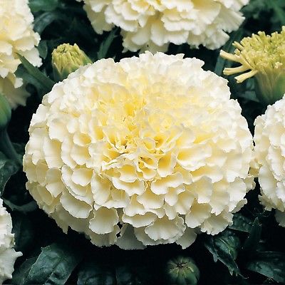 Marigold Seeds-FRENCH VANILLA-Soft Color Same as Rich Vanilla Ice Cream-25 Seeds