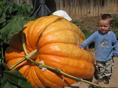 Dill's Atlantic Giant Pumpkin Seeds - Monster Pumpkin!!! - Bulk - 100+ Seeds 