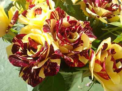 Abracadab Rose Seeds - Red & Yellow Striped Hybrid Tea Rose - Climbing -10 Seeds