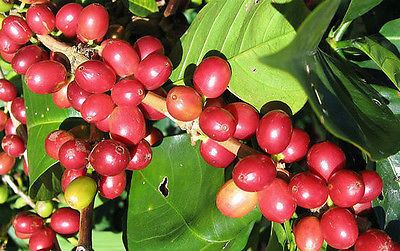 Coffee Plant Seeds - JAVA ESTATE - GMO FREE - Tropical Plant Beans - 50+ Seeds