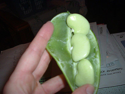 Bean Seeds - BIG MAMA LIMA Beans - Rare Heirloom Variety - 10 Non-Treated Seeds